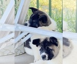 Small #11 Akita