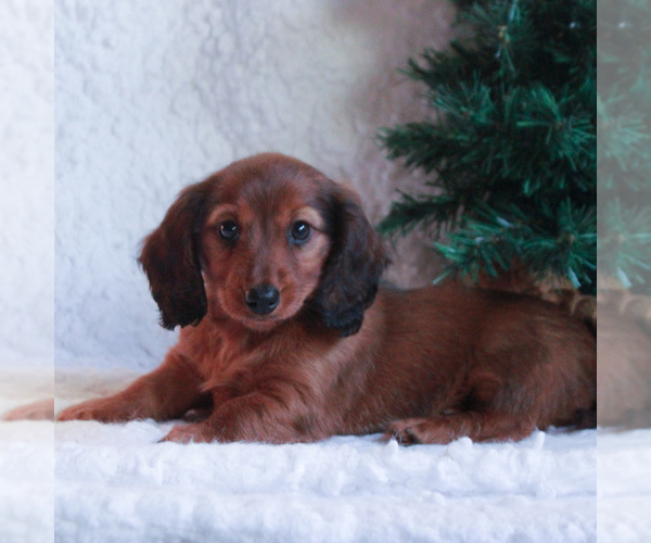Medium Photo #3 Dachshund Puppy For Sale in GAP, PA, USA