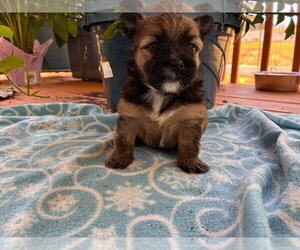 Mutt Dogs for adoption in Pacolet, SC, USA