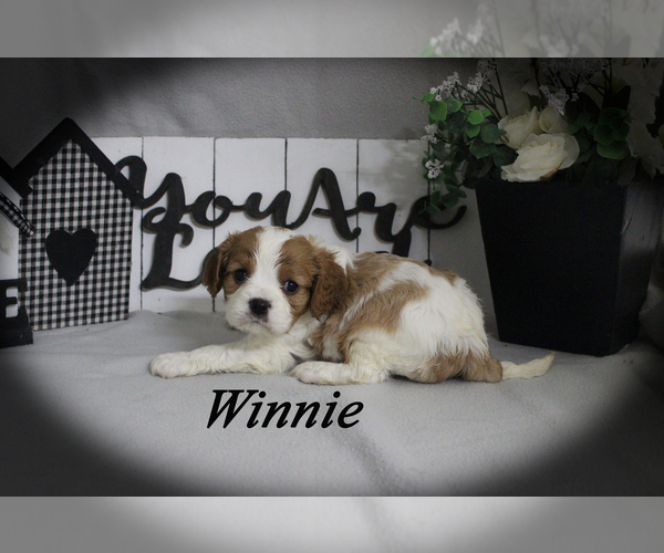 Medium Photo #4 Cavalier King Charles Spaniel Puppy For Sale in CHANUTE, KS, USA