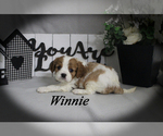 Small #3 Cavalier King Charles Spaniel