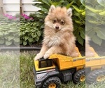 Small #3 Pomeranian