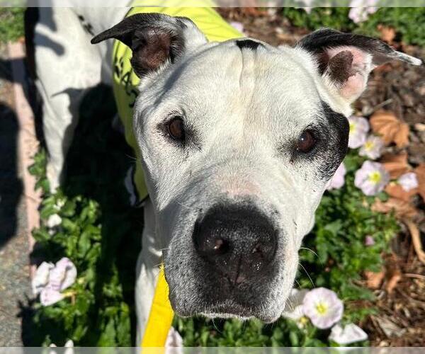 Medium Photo #2 Dalmatian-Great Dane Mix Puppy For Sale in Martinez, CA, USA