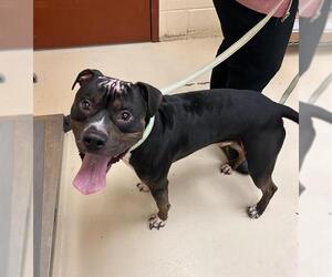 American Pit Bull Terrier Dogs for adoption in Center Township, PA, USA
