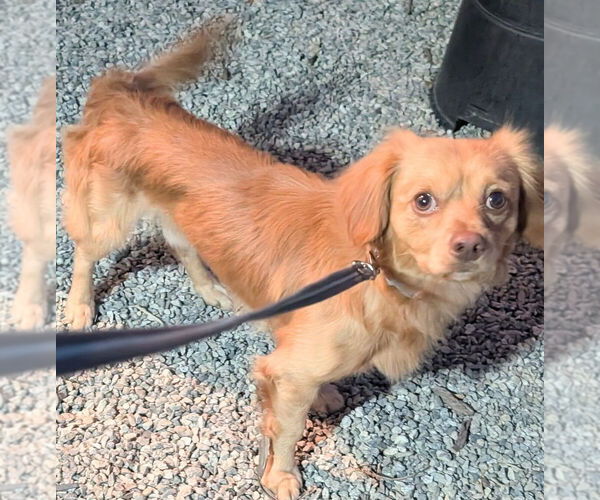 Medium Photo #2 Maltese-Unknown Mix Puppy For Sale in San Bernardino, CA, USA