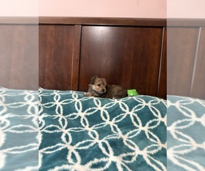 Yorkshire Terrier Puppy for sale in BENSON, NC, USA