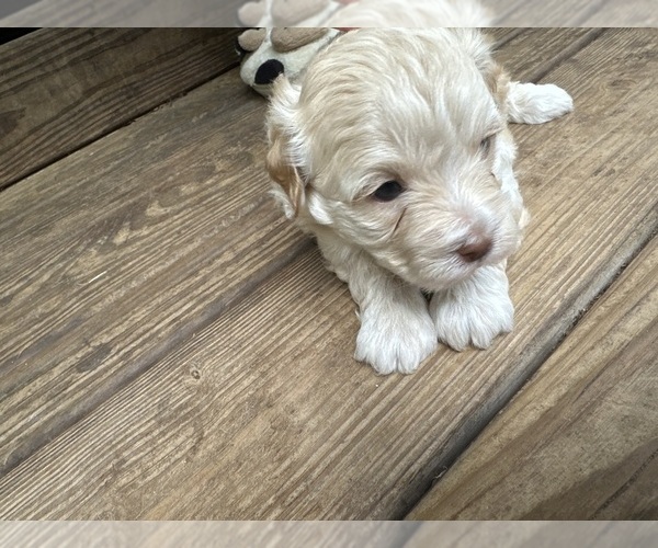 Medium Photo #9 Maltipoo Puppy For Sale in RUSSELLVILLE, AL, USA