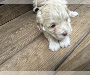 Medium Maltipoo