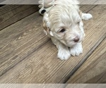 Puppy Puppy 4 Maltipoo