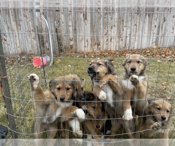 Medium Photo #2 English Shepherd-Scotch Collie Mix Puppy For Sale in WILDER, ID, USA