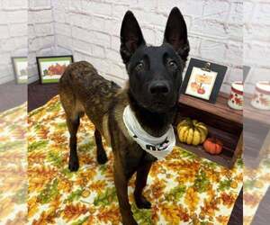 Mutt Dogs for adoption in Imlay City, MI, USA