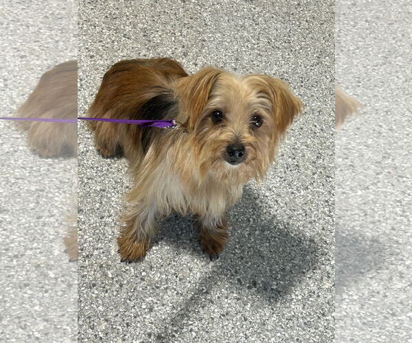 Medium Photo #1 Mutt Puppy For Sale in Fort Wayne, IN, USA