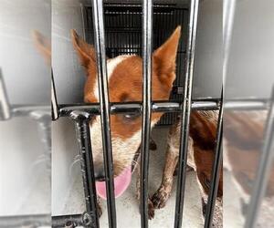 Mutt Dogs for adoption in Houston, TX, USA