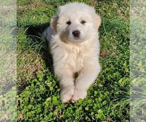 Great Pyrenees Puppy for sale in ELIZABETH CITY, NC, USA