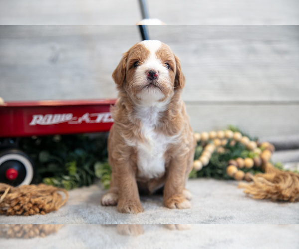 Medium Photo #3 Goldendoodle (Miniature) Puppy For Sale in MIDDLEBURY, IN, USA