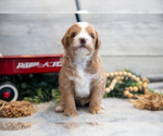 Small #2 Goldendoodle (Miniature)