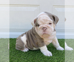 Small Photo #2 Bulldog Puppy For Sale in ATLANTA, GA, USA
