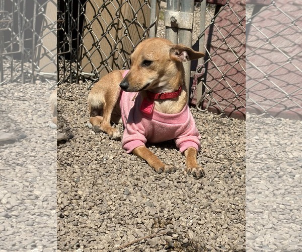 Medium Photo #2 Chihuahua-Unknown Mix Puppy For Sale in Mukwonago, WI, USA