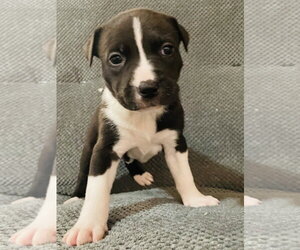 Labrador Retriever-Unknown Mix Dogs for adoption in Princeton, MN, USA