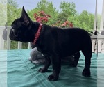 Small #1 French Bulldog