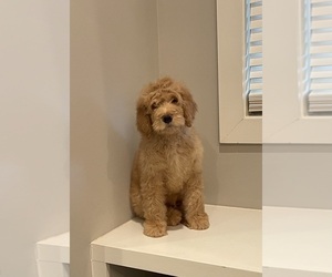 Goldendoodle Puppy for sale in CLARKSVILLE, TN, USA
