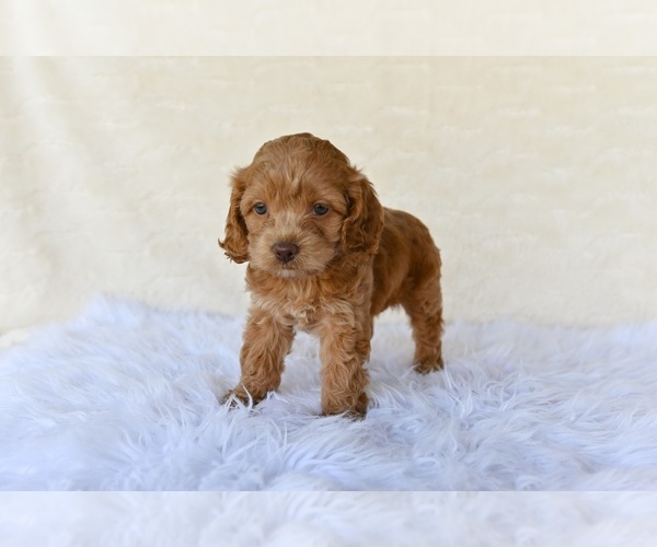 Medium Photo #6 Cock-A-Poo Puppy For Sale in MILLERSBURG, OH, USA