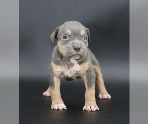 Medium Photo #1 American Bully Puppy For Sale in CHAMPAIGN, IL, USA