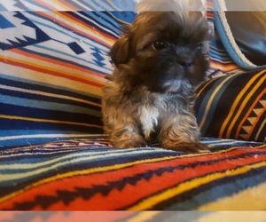 Shih Tzu Puppy for sale in MOUNTAIN GROVE, MO, USA