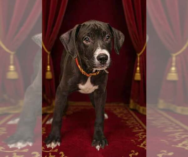 Medium Photo #6 Bulldog-Unknown Mix Puppy For Sale in Talladega, AL, USA