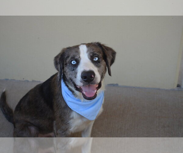 Medium Photo #2 Catahoula Leopard Dog-Unknown Mix Puppy For Sale in McKinney, TX, USA