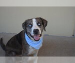 Small #1 Catahoula Leopard Dog Mix