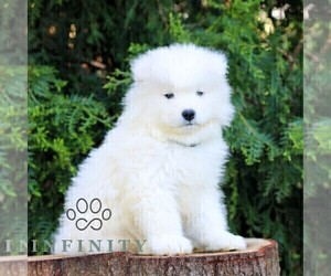 Samoyed Puppy for sale in LITITZ, PA, USA