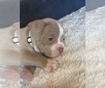 Small #2 American Bully