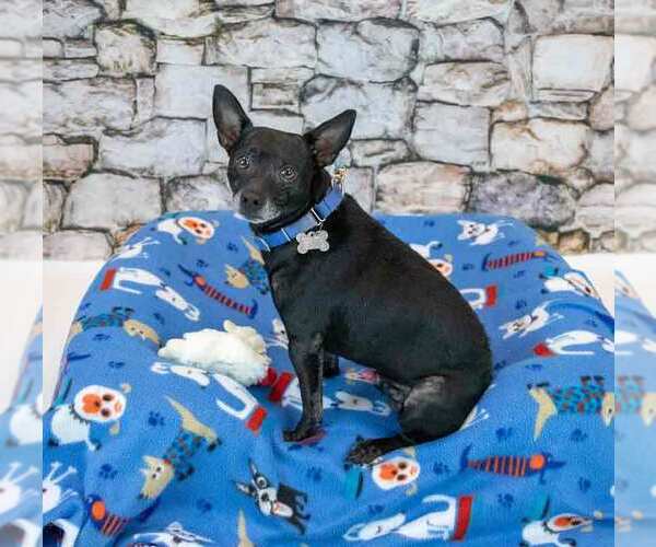 Medium Photo #6 Jack Chi Puppy For Sale in Kennesaw, GA, USA