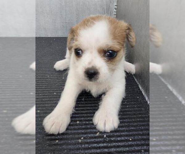 Medium Photo #1 Shih Tzu-Unknown Mix Puppy For Sale in San Antonio, TX, USA