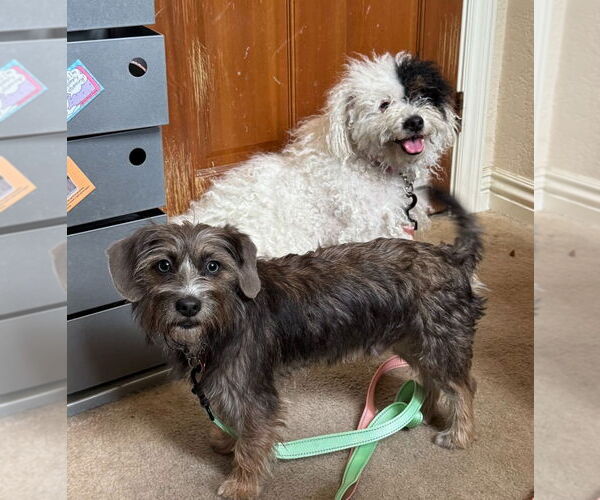 Medium Photo #10 Mutt Puppy For Sale in Lake Forest, CA, USA