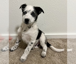 Australian Cattle Dog-Border Collie Mix Puppy for sale in HILLSBORO, WI, USA