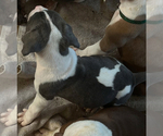 Puppy Blue American Pit Bull Terrier