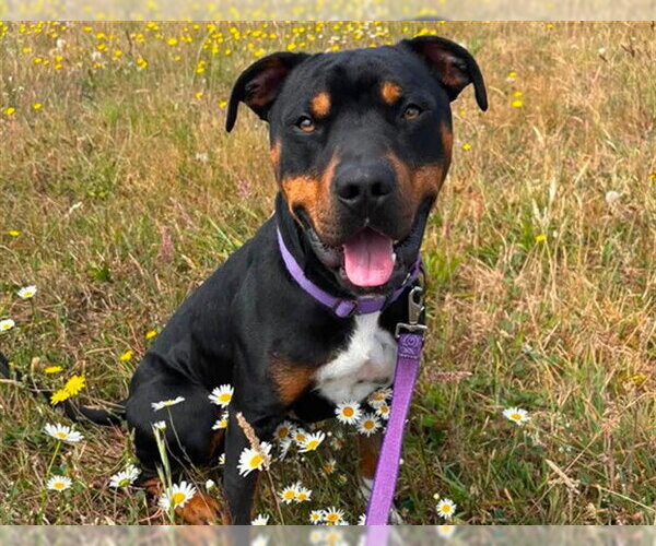 Medium Photo #2 Mutt Puppy For Sale in McKinleyville, CA, USA
