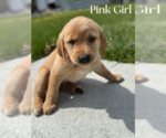 Puppy Pink Girl Golden Labrador