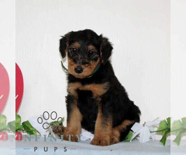 Medium Photo #3 Airedale Terrier Puppy For Sale in HOLTWOOD, PA, USA