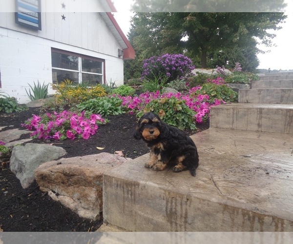 Medium Photo #3 Cavapoo Puppy For Sale in MILLERSBURG, PA, USA