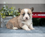 Small #2 Pembroke Welsh Corgi