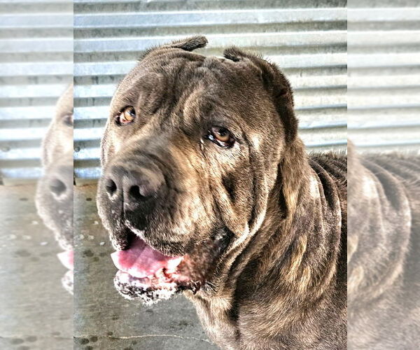 Medium Photo #1 Mutt Puppy For Sale in Lake Forest, CA, USA