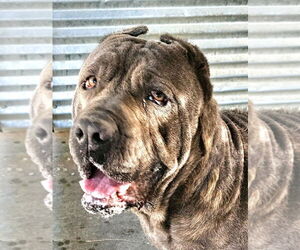 Mutt Dogs for adoption in Lake Forest, CA, USA