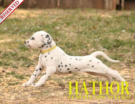Medium Photo #51 Dalmatian Puppy For Sale in ENID, OK, USA