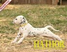 Small Photo #51 Dalmatian Puppy For Sale in ENID, OK, USA
