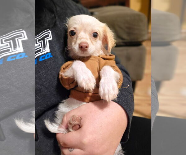 Medium Photo #1 Chihuahua Puppy For Sale in St. Louis Park, MN, USA