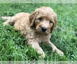 Small Photo #4 Labradoodle Puppy For Sale in BURTON, OH, USA