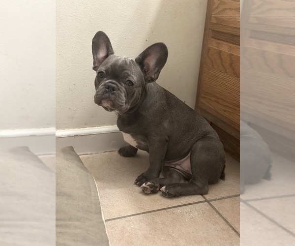 Medium Photo #13 French Bulldog Puppy For Sale in FITCHBURG, WI, USA